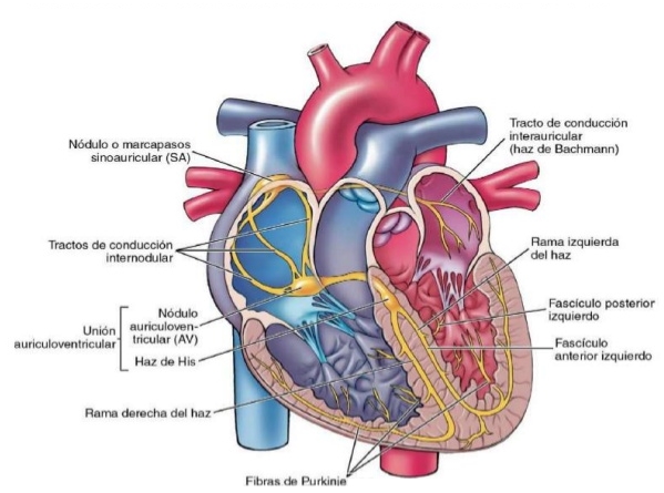 Sistema eléctrico del corazón